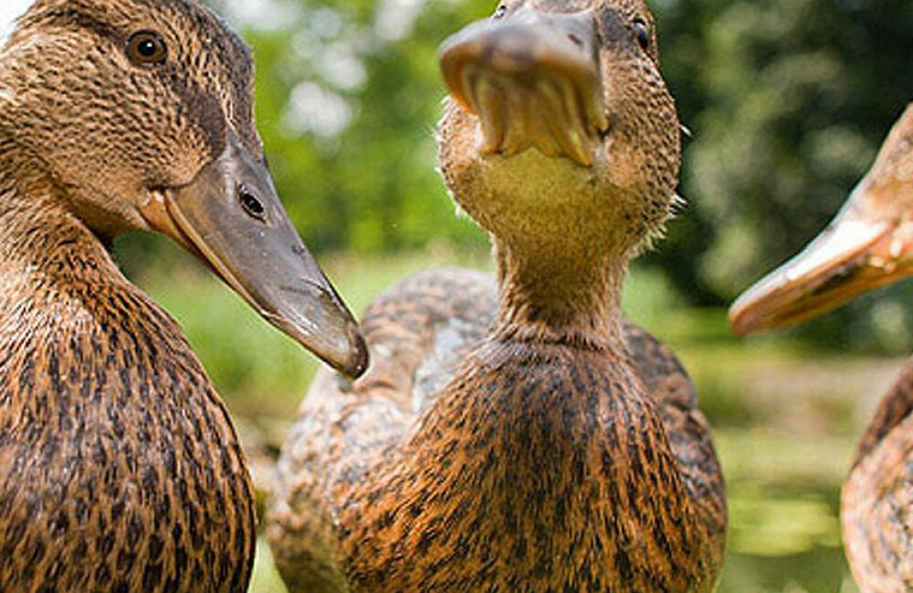 Les canards Burgaud - ;Producteur de canard au sang du Roscanvec