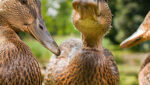 Les canards Burgaud - ;Producteur de canard au sang du Roscanvec