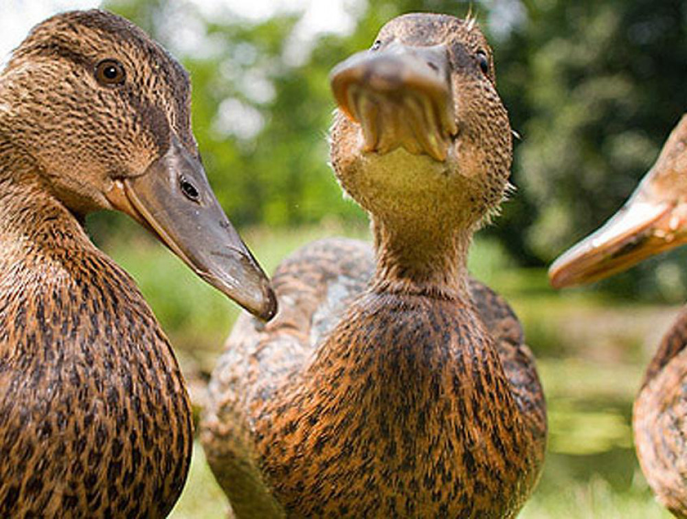 Les canards Burgaud - ;Producteur de canard au sang du Roscanvec